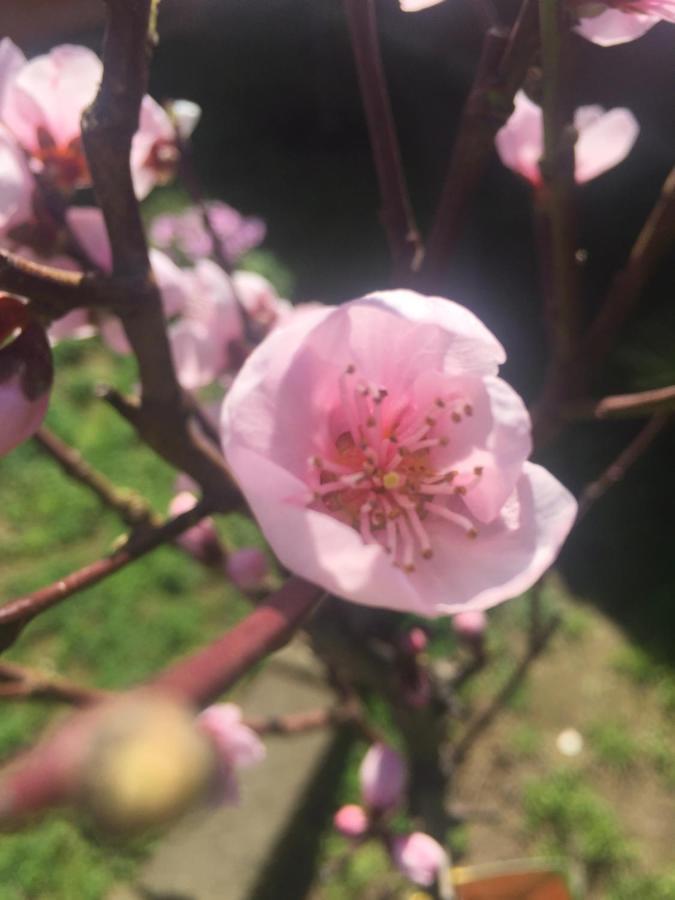 Sa Mariposa Panzió Muravera Kültér fotó