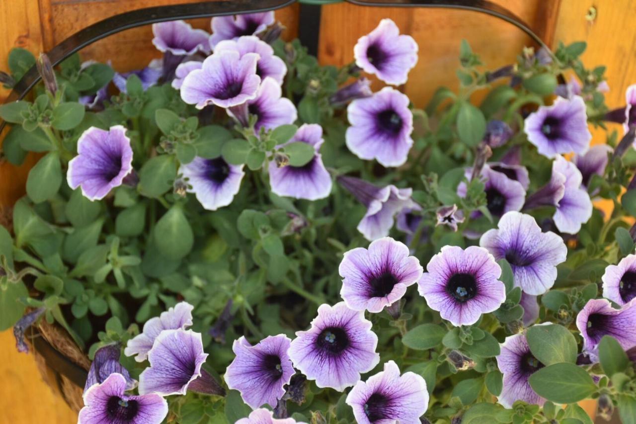 Sa Mariposa Panzió Muravera Kültér fotó