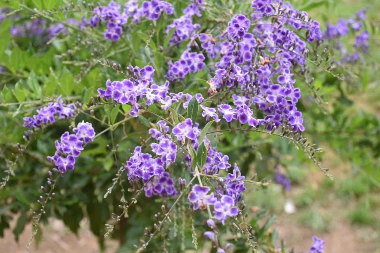 Sa Mariposa Panzió Muravera Kültér fotó